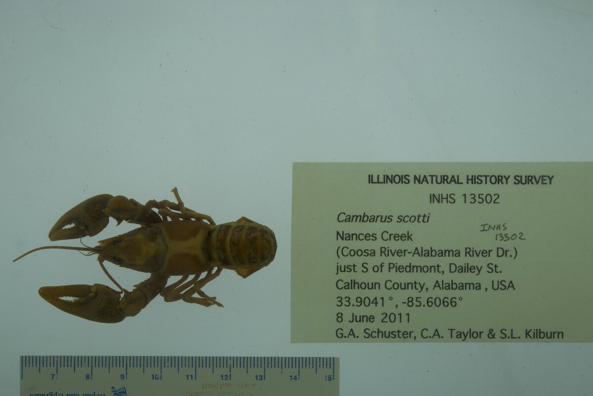 Cambarus (Puncticambarus) image